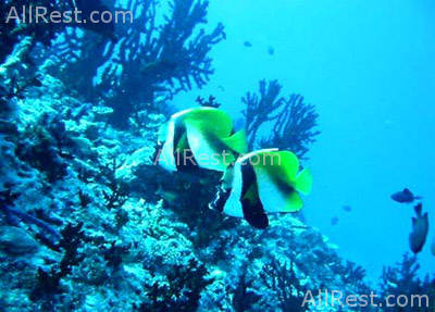 Sun Island Resort & Spa 31